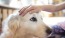 a dog getting a bath